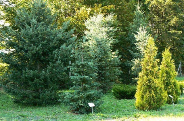 Arboretum Kozin park leśny