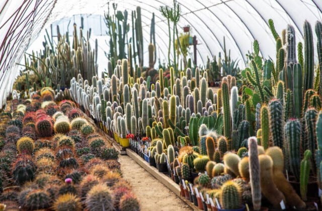 Kaktusarium Ostrzyce 🌵🌵 wystawa katusów