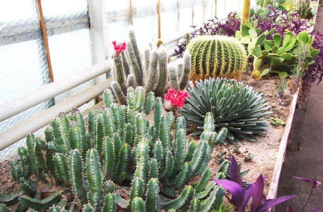 Kaktusiarnia 🌵 Rumia największa hodowla kaktusów w Polsce