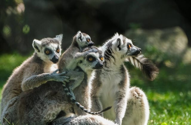Lemur Park