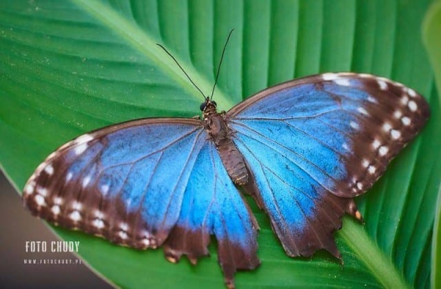 Motylarnia Karwia