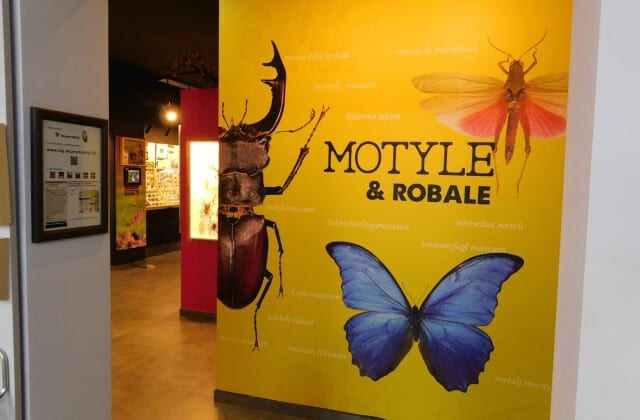 Muzeum Motyli