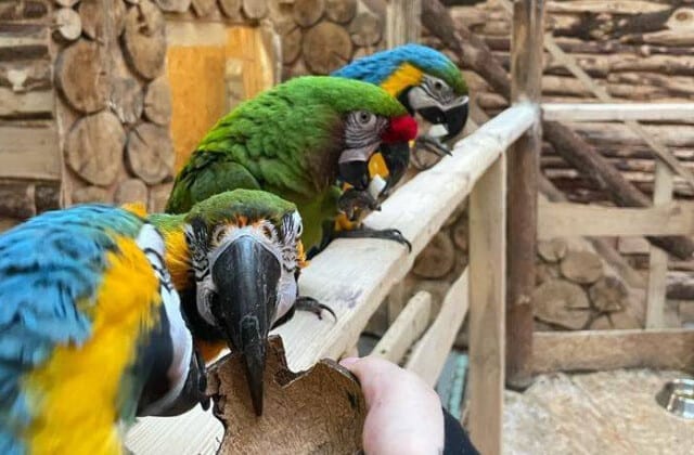 Papugarnia Aquapark Reda