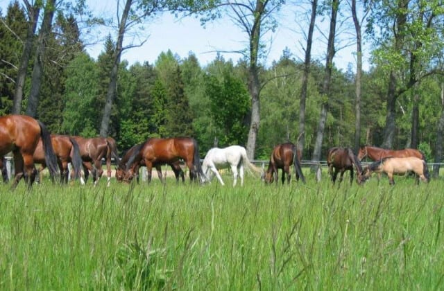 Stajnia Pomerania