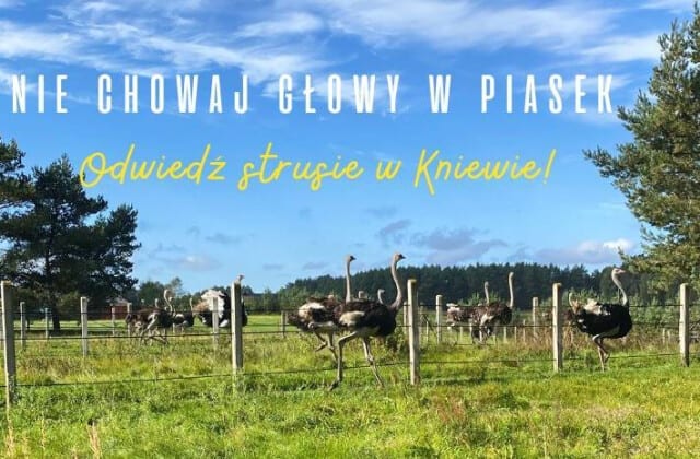 Strusia Farma Kniewo