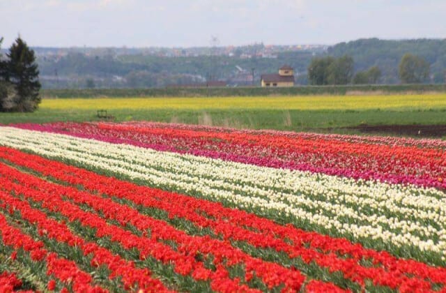 Tulipanowe pole na Żuławach 2026
